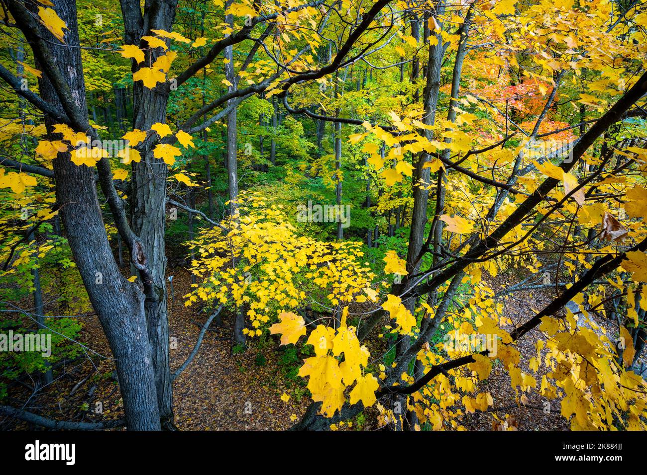 Beautiful forest with colorful autumn leaves at sunset in national park Stock Photo