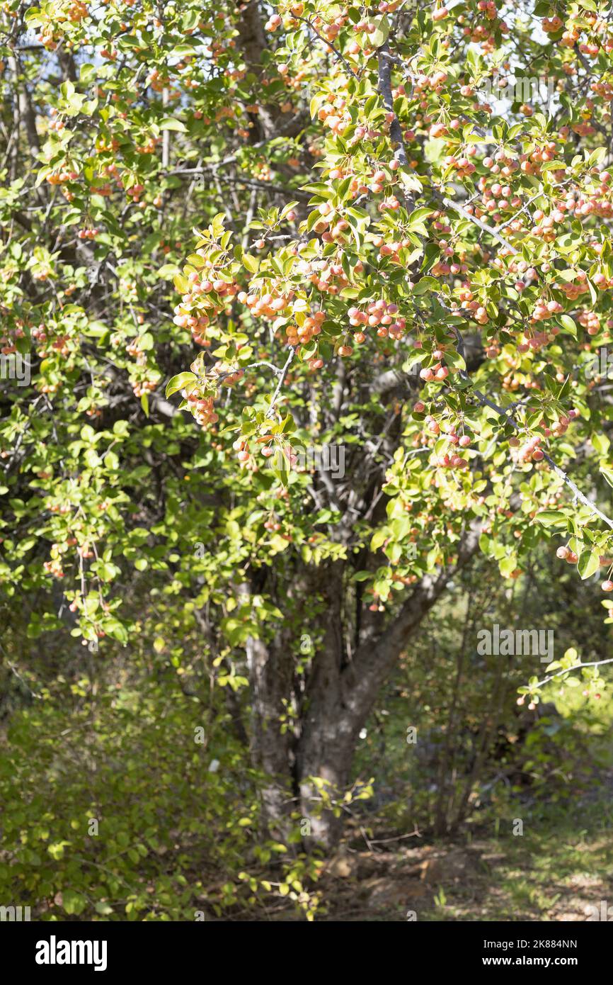 Malus sikkimensis - sikkim crabapple tree. Stock Photo