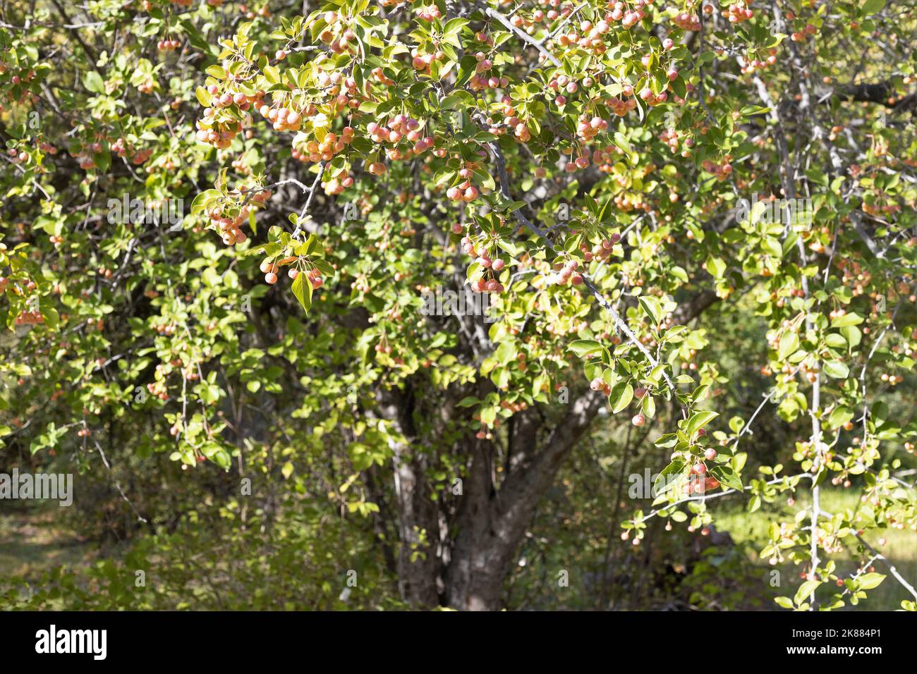 Malus sikkimensis - sikkim crabapple tree. Stock Photo