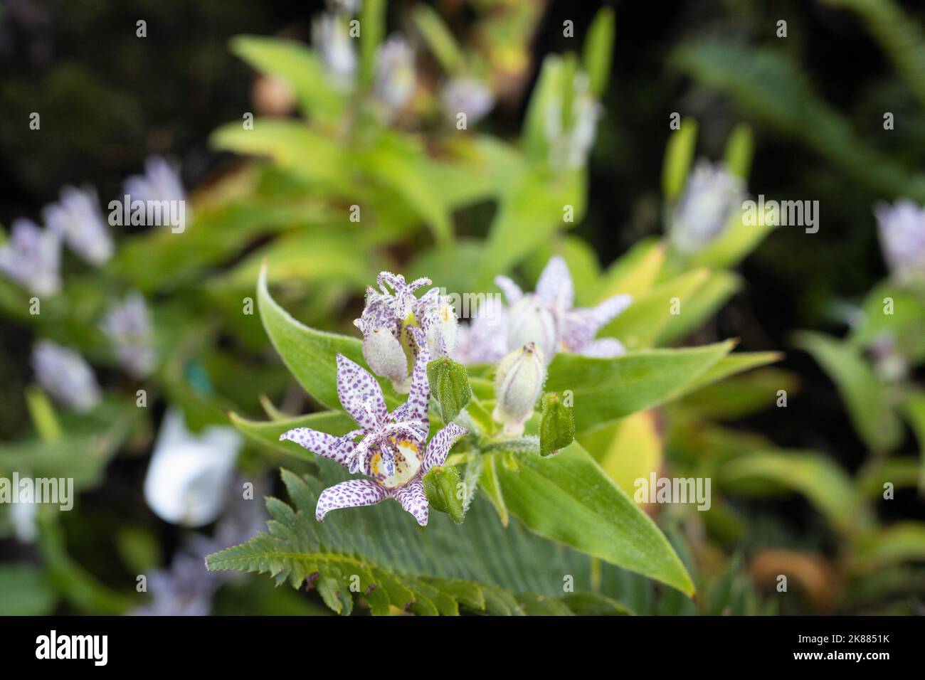 Tricyrtis hirta - toad lily. Stock Photo