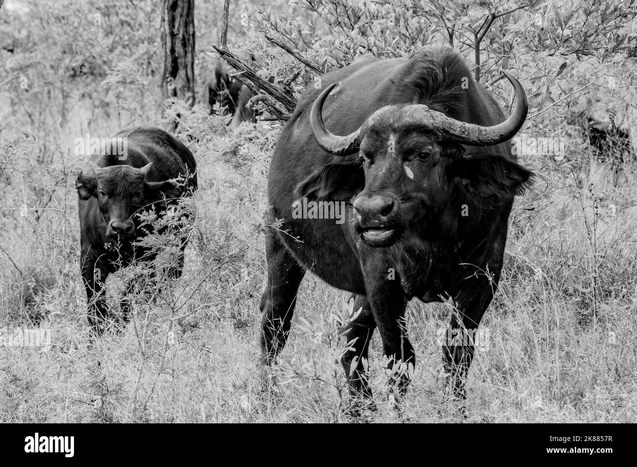 A grayscale shot of a black African buffalo and its baby on a nature reserve field Stock Photo