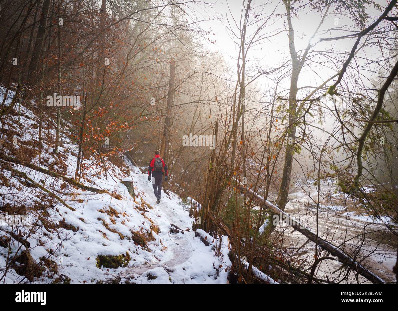 A man in a red jacket walking along a snowy forest trail in Prielom Hornadu Slovensky raj Slovakia Stock Photo