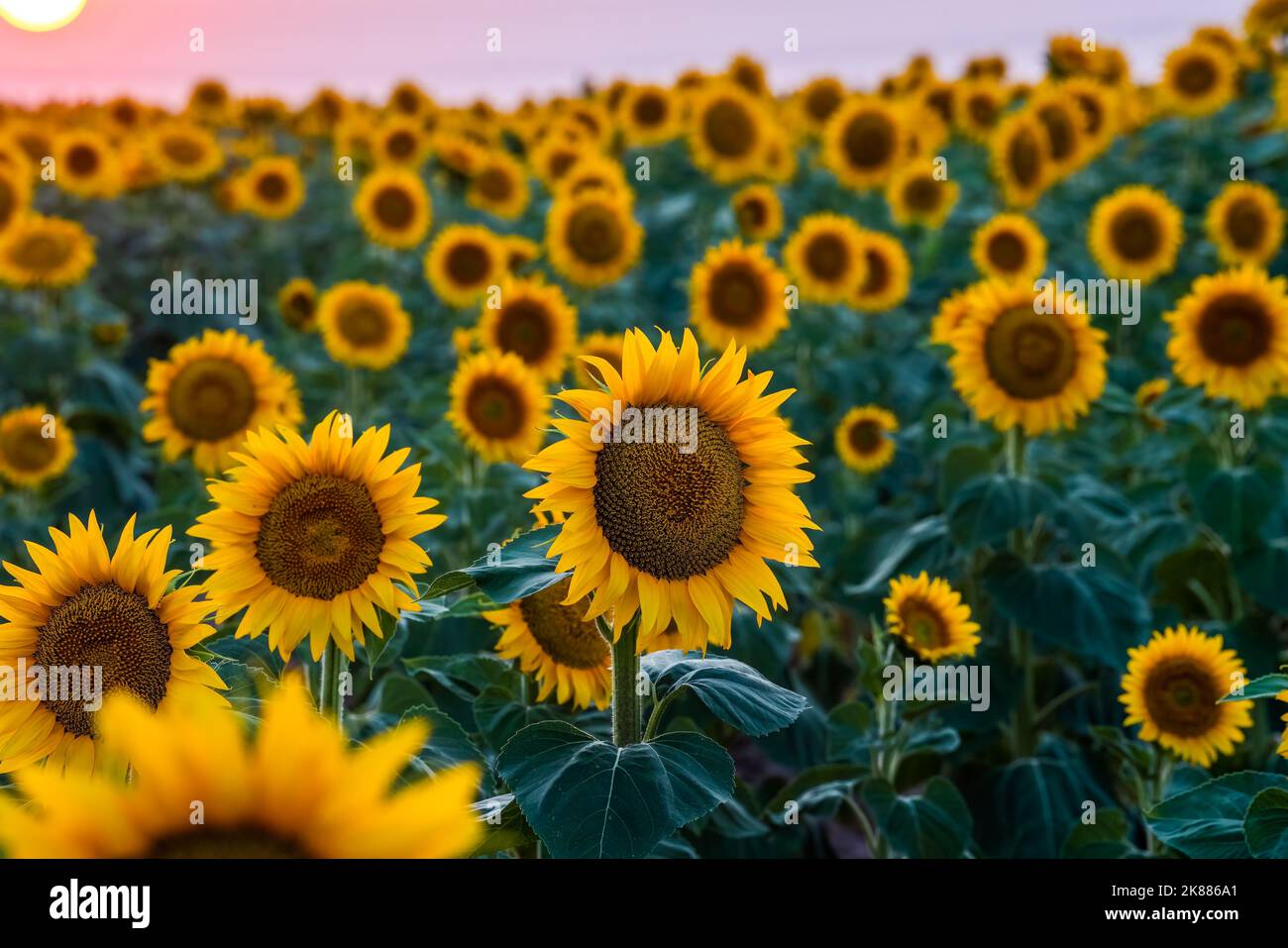 A beautiful field of yellow sunflowers at a soft sunset - great for a ...