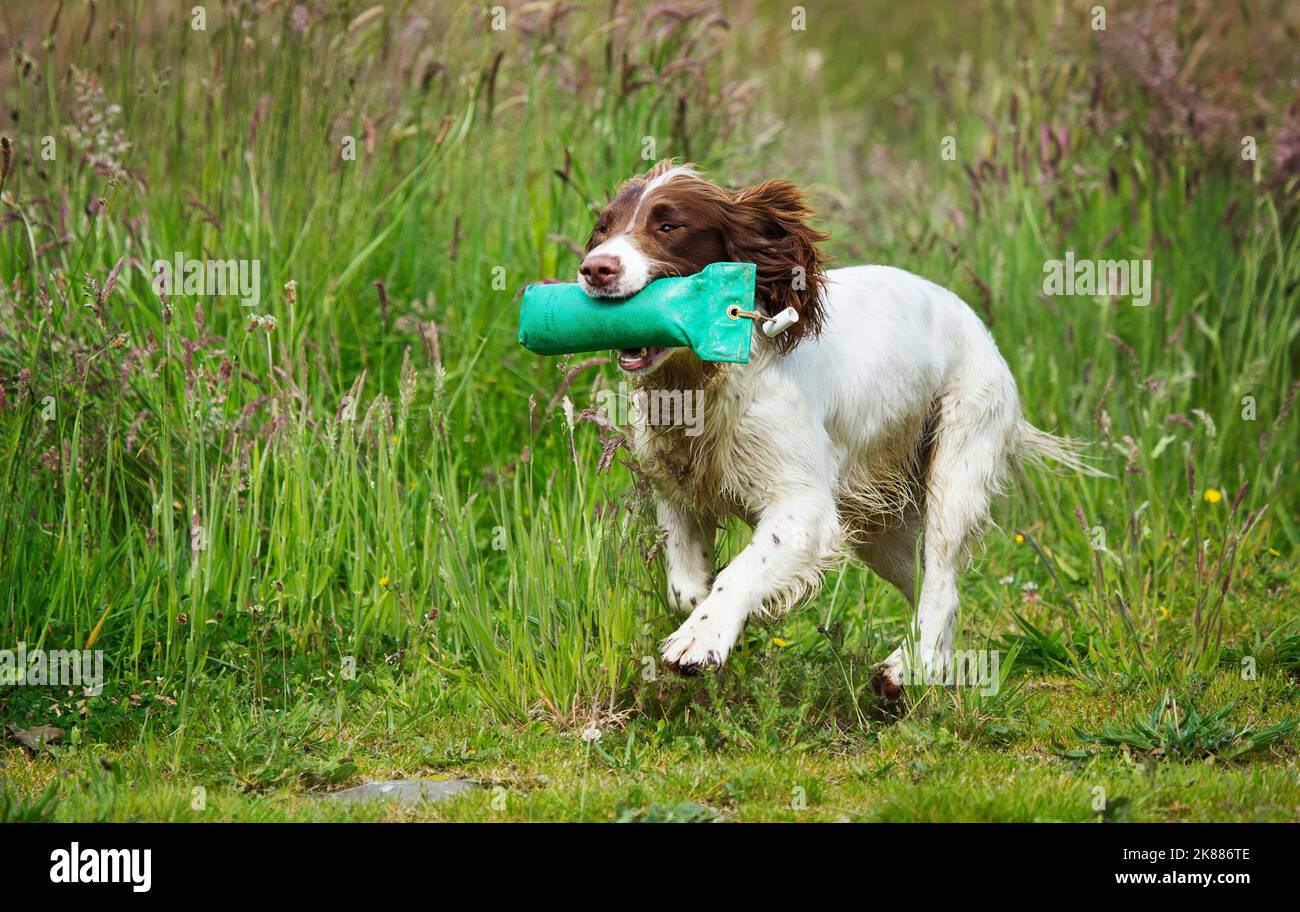 english springer spaniel gun dog retrieving a training dummy uk Stock Photo