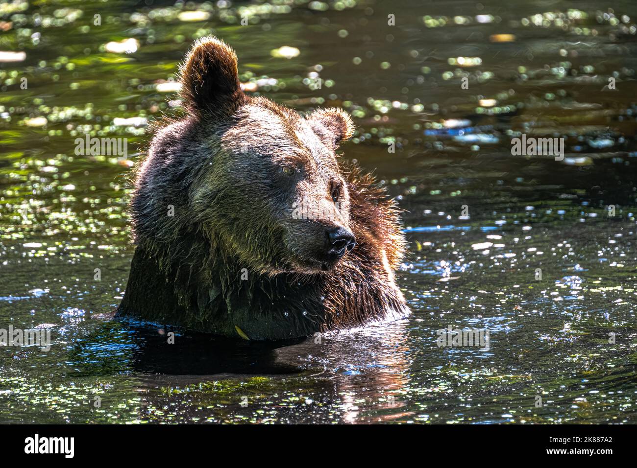 Eurasian Brown Bear (Ursus arctos arctos Stock Photo - Alamy