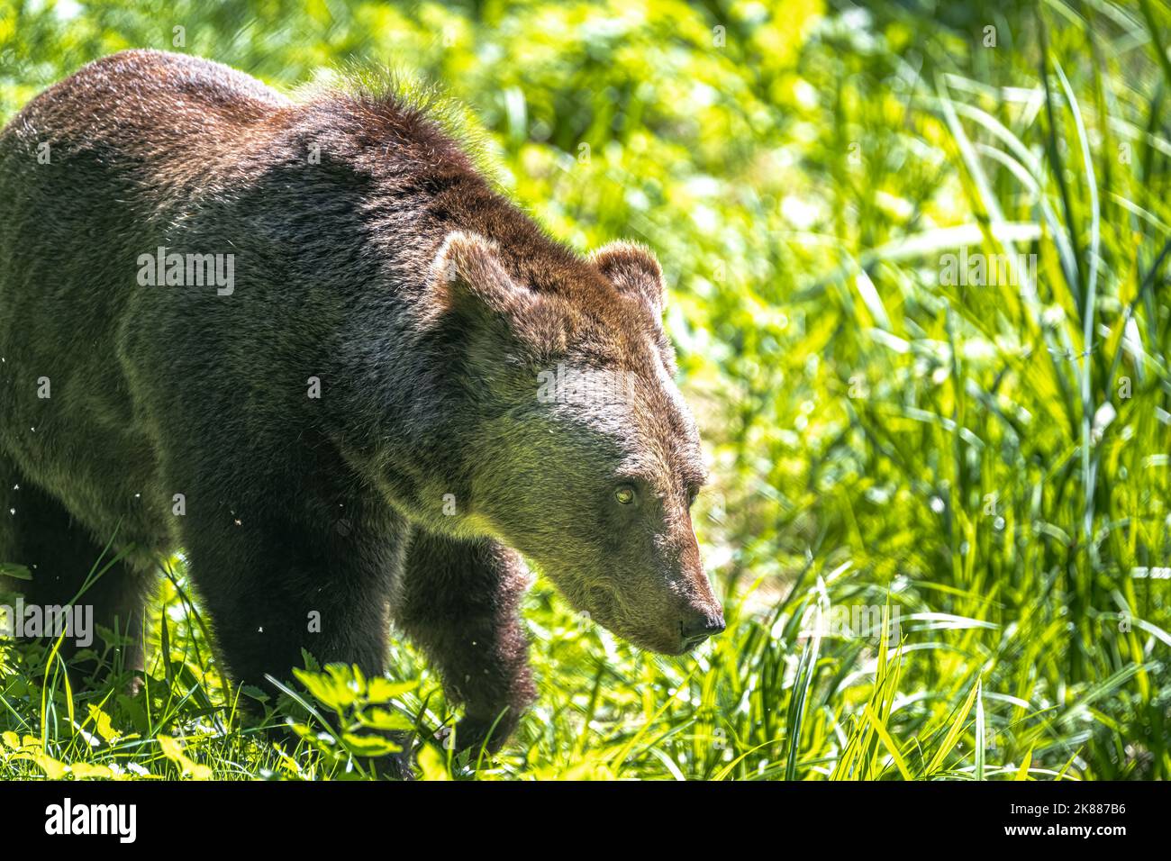Eurasian Brown Bear (Ursus arctos arctos Stock Photo - Alamy