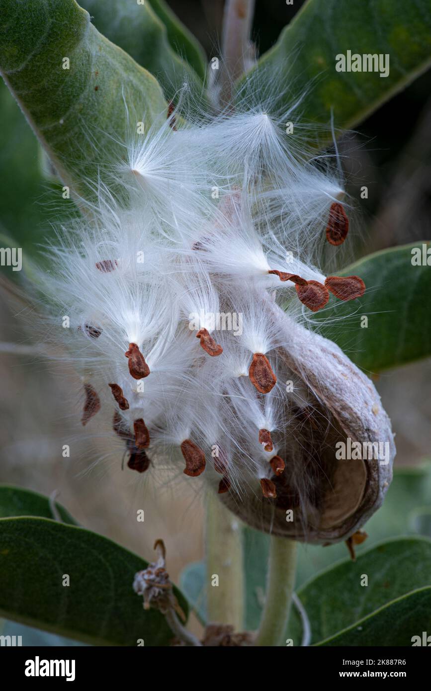 Close-up on milkweed seed pod selective focus on seeds, in nature , including leaves Stock Photo