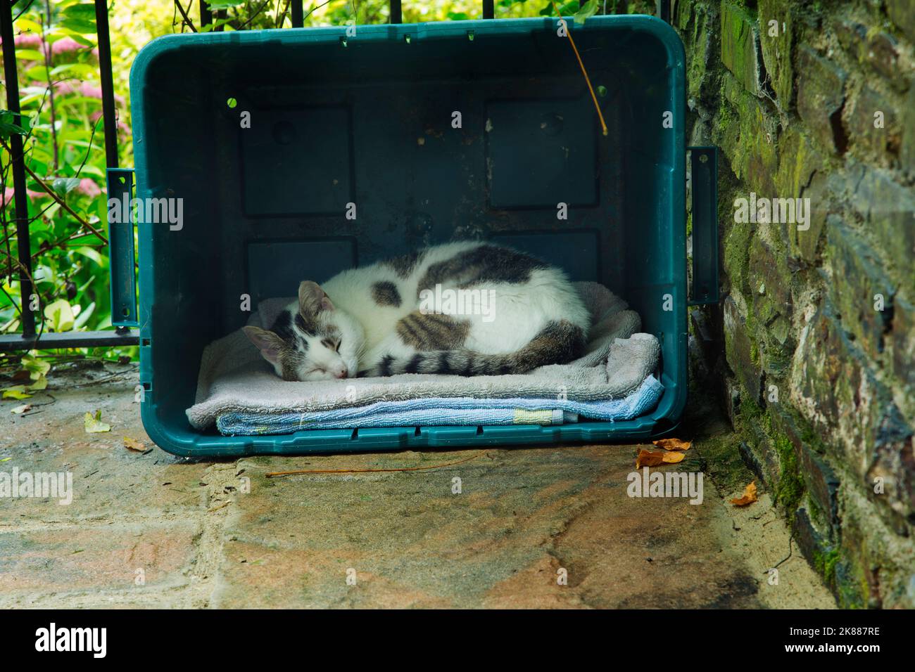 cat sleeping in a recycling box Stock Photo