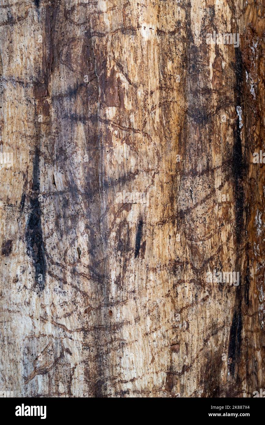 Base of a pine tree with Bark beetle mines. These insects reproduce in the inner bark and kill live trees. Stock Photo