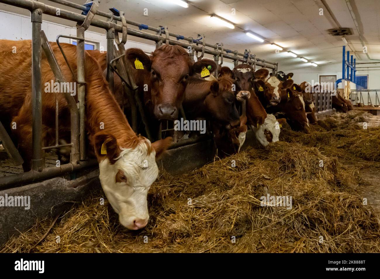 Dairy cows eating forages in a Dairy farm Stock Photo