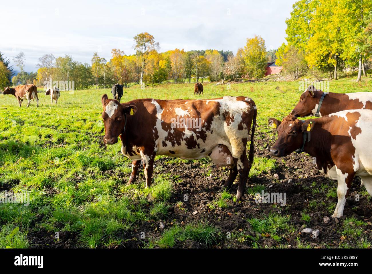 Dairy cows on a Dairy farm in Norway. Dairy cattle (also called dairy