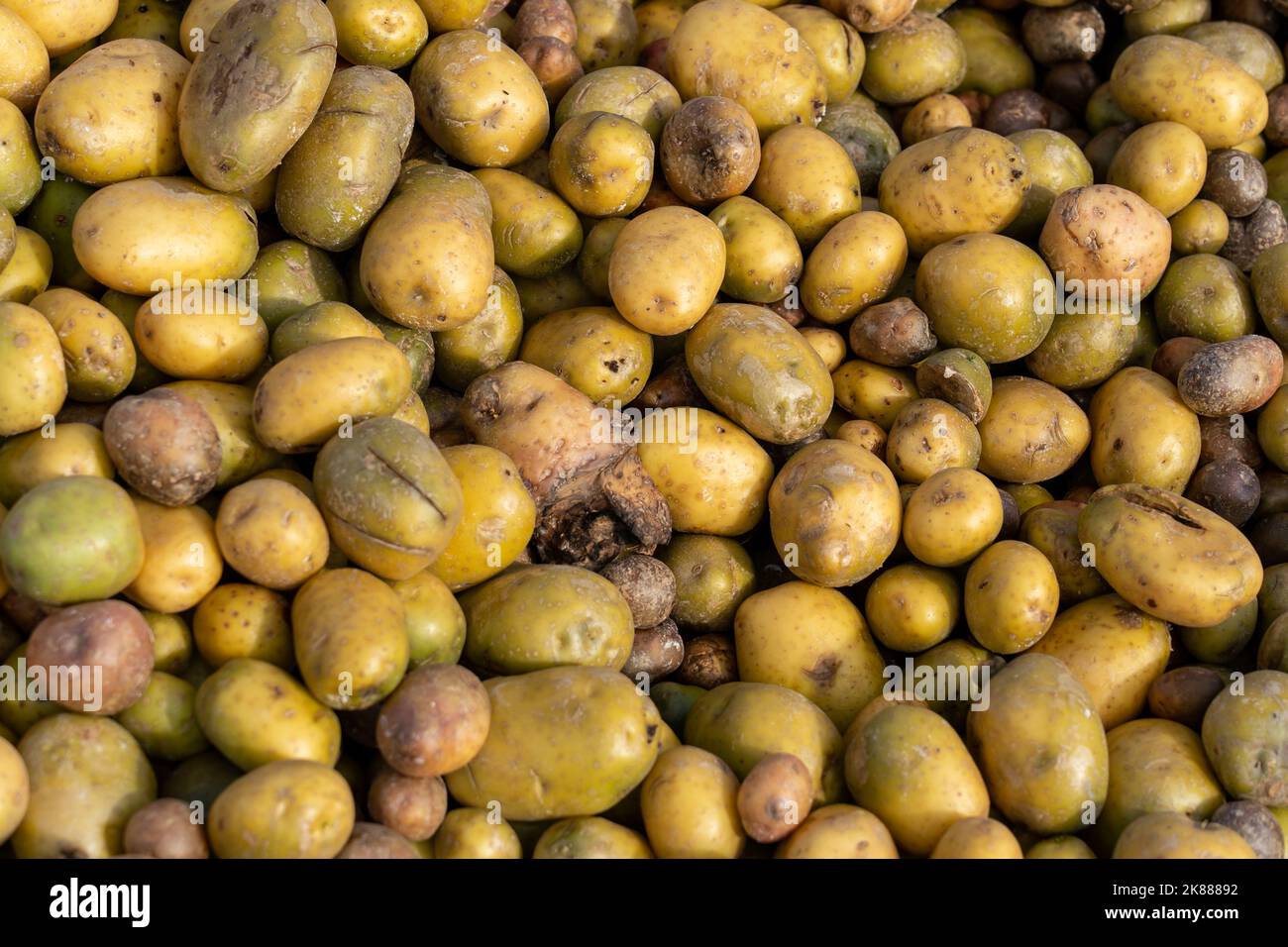 Pail of rotting potatoes in the sun. Stock Photo