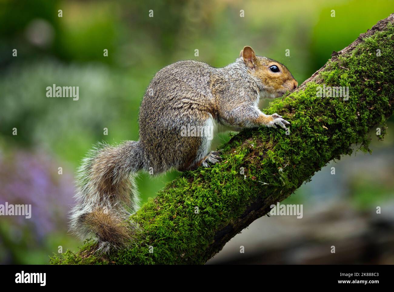 Grey Squirrel Stock Photo