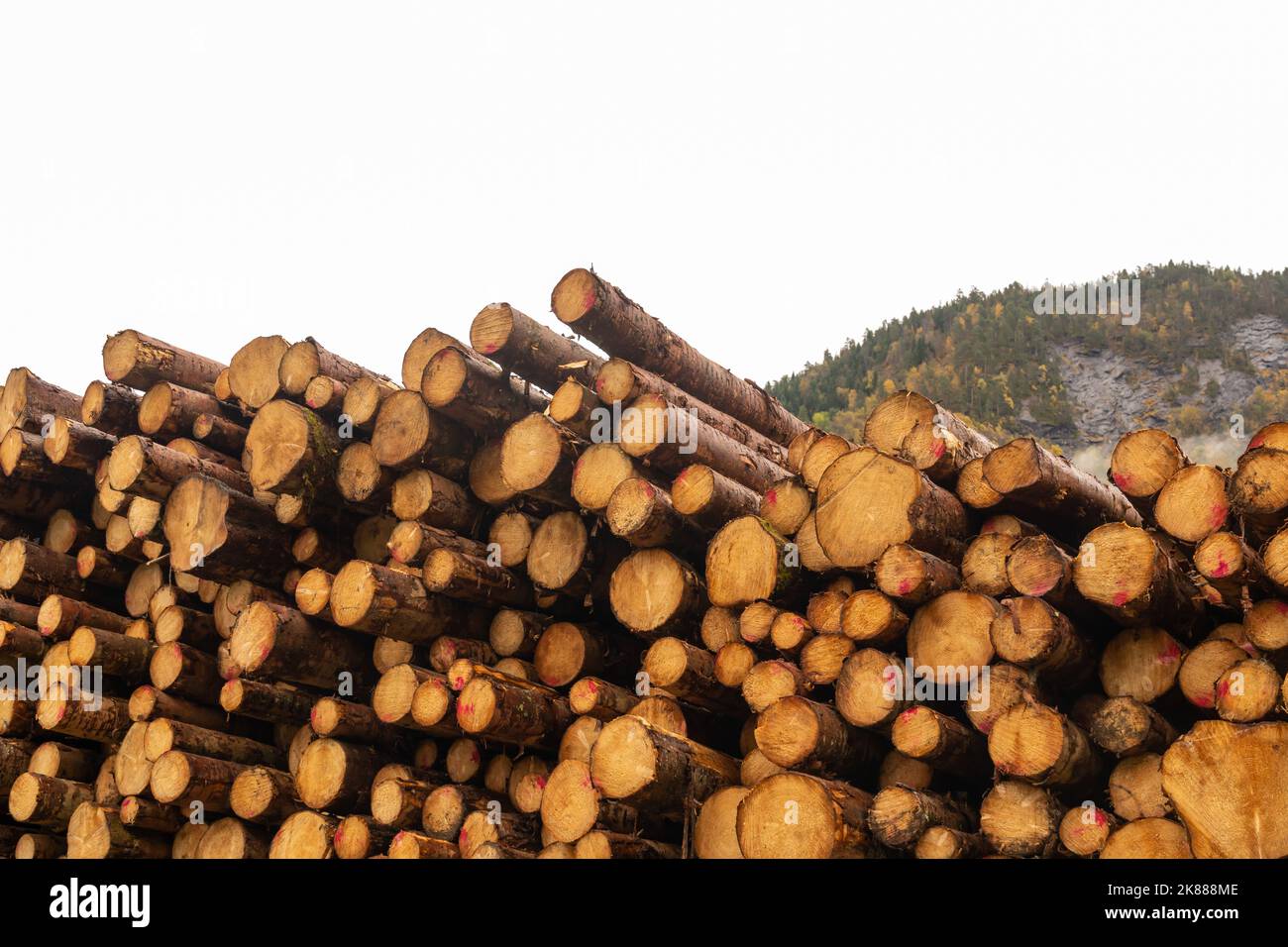 Big Pile of freshly cut tree logs Stock Photo Alamy