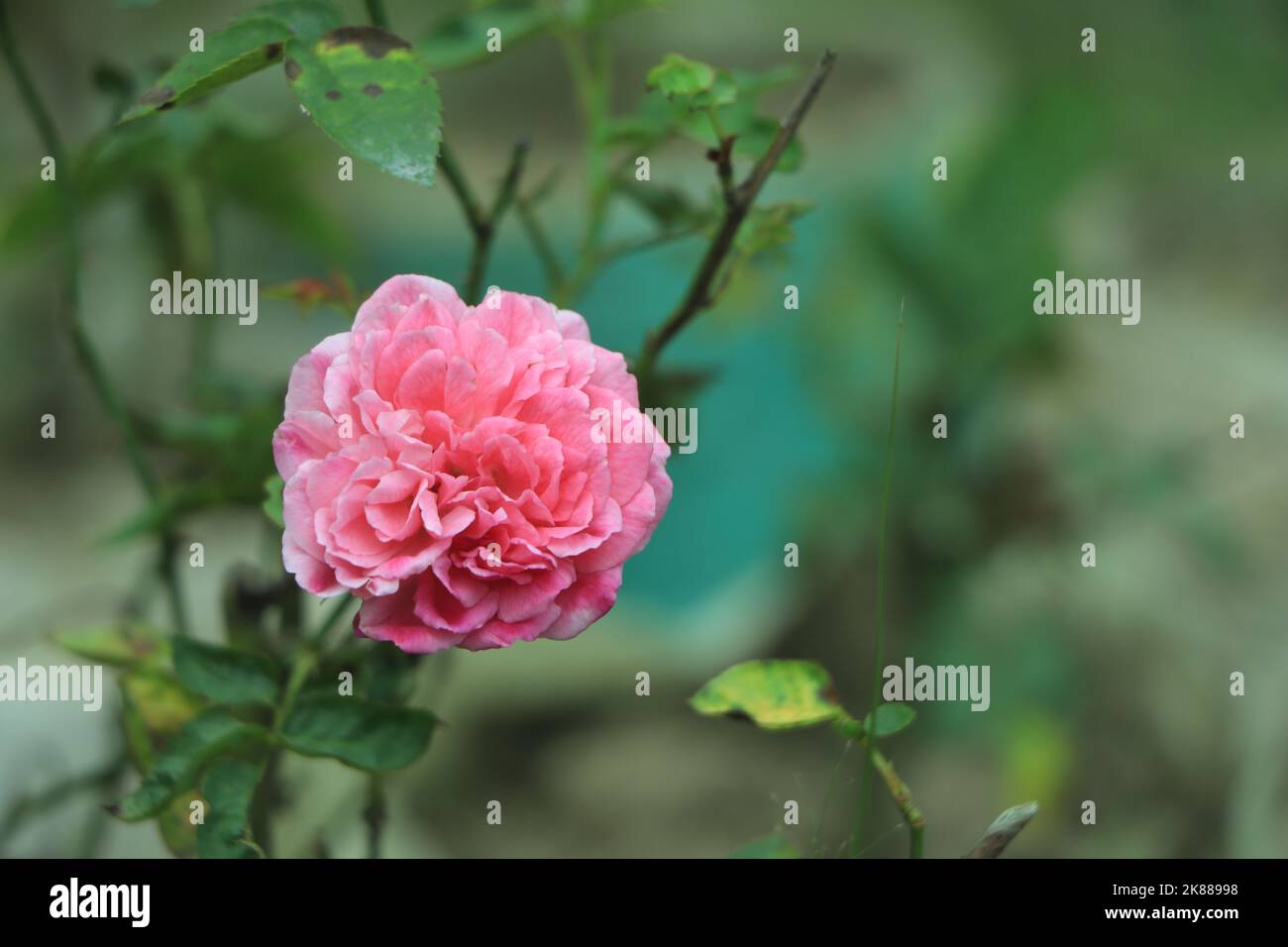 Beautiful pink rose in a garden Stock Photo - Alamy