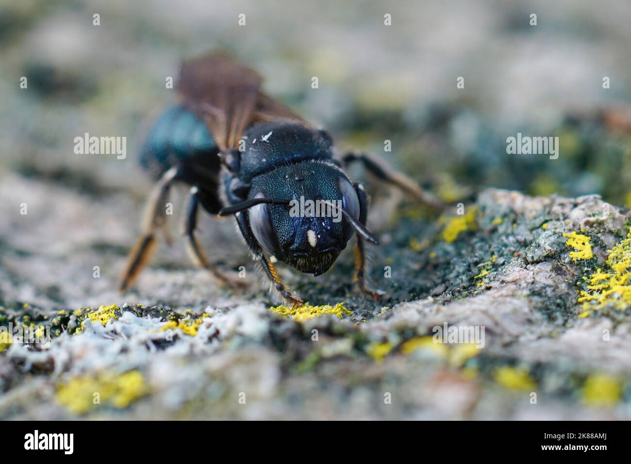 Frontal closeup of one of the largest small carpenter bees, Ceratina chalcites with it's typical blue iridescent color Stock Photo