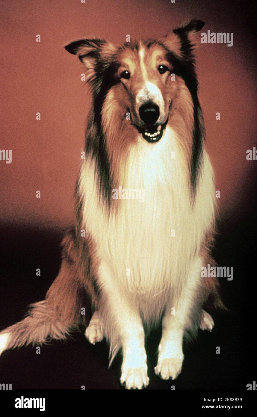 Lassie dog film hi-res stock photography and images - Alamy
