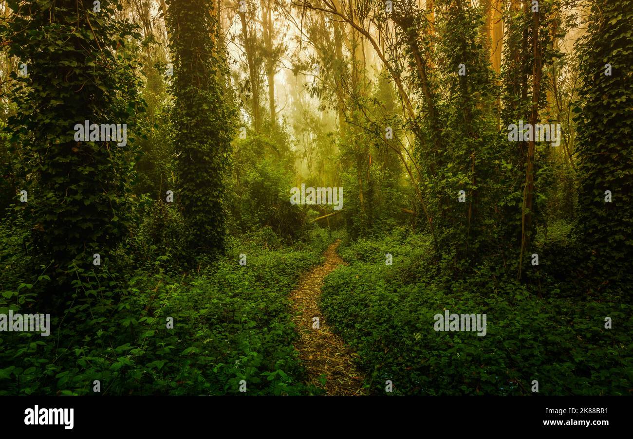 Eucalyptus Trees Trail Sutro Forest San Francisco California Stock