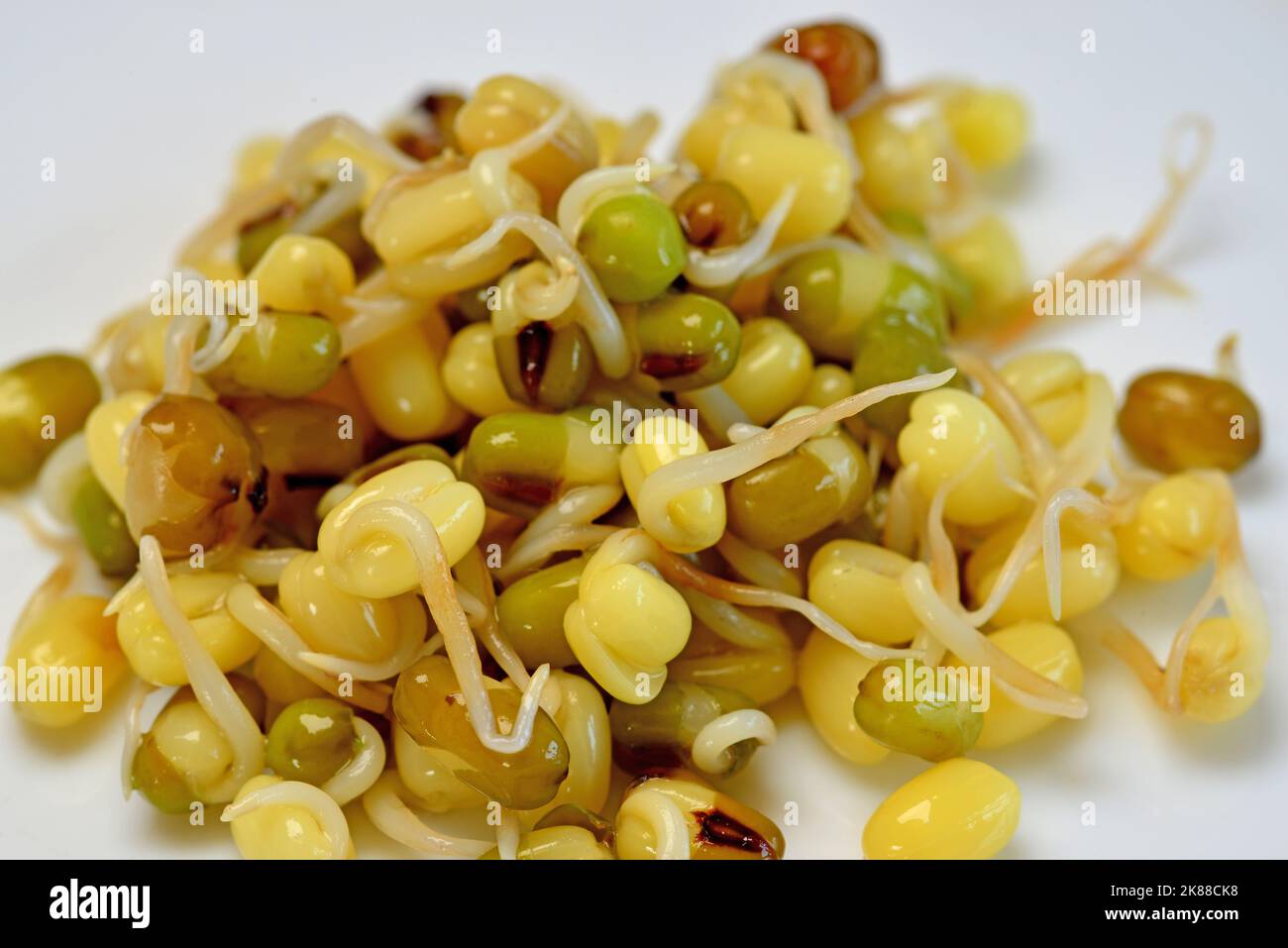 mung bean sprouts in a macro Stock Photo