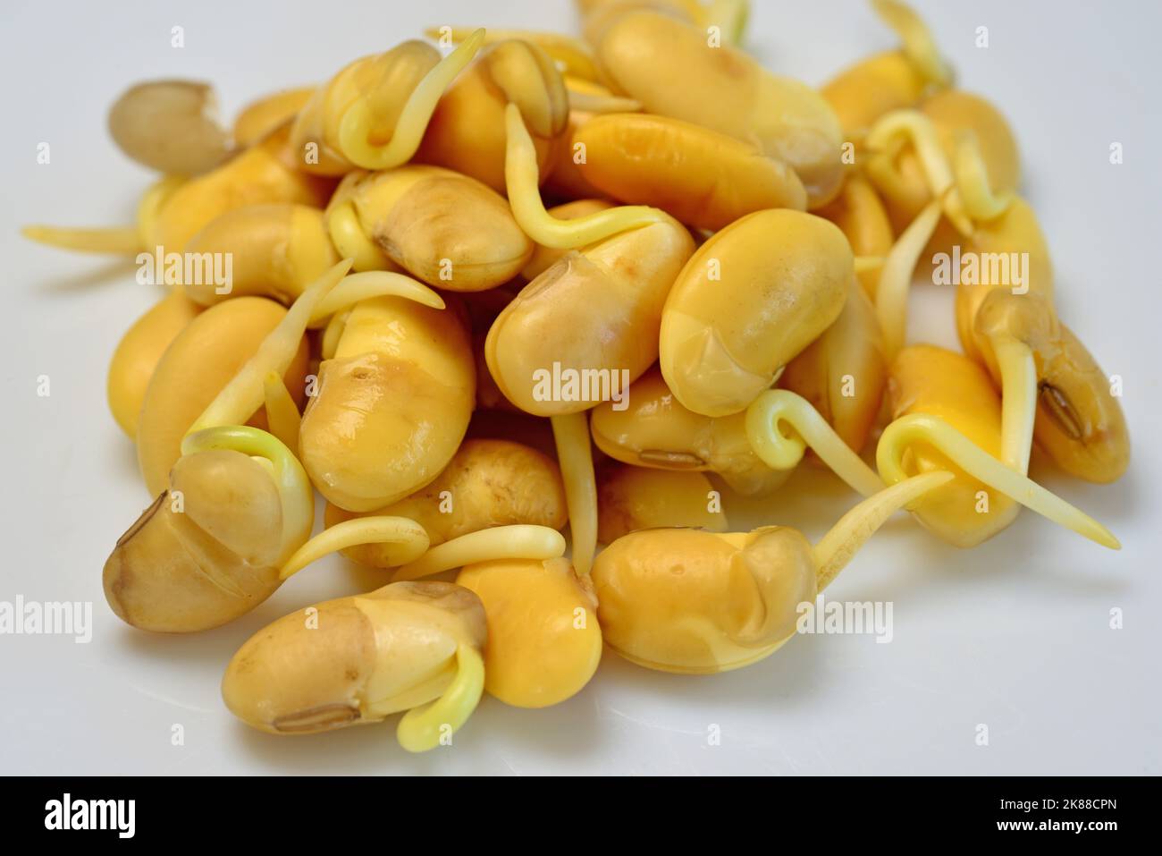 yellow soybean sprouts in a macro Stock Photo