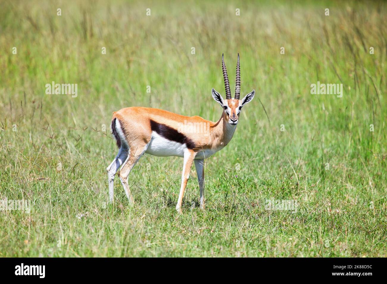 Thomsons gazelle (Eudorcas thomsonii) in the Masai Mara National Park ...