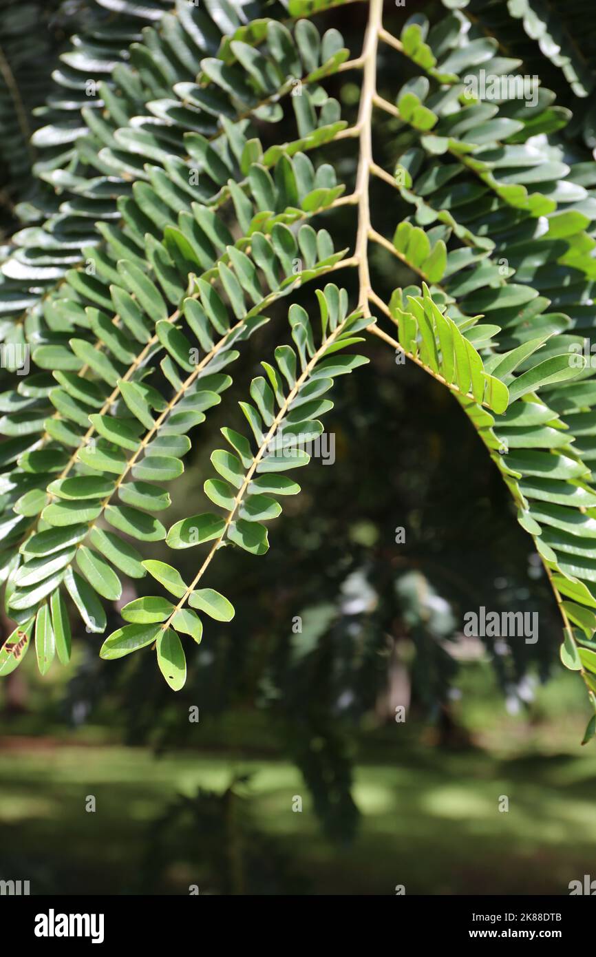 Close up of a branch and leaflets of a Parkia Timoriana tree in Kauai ...