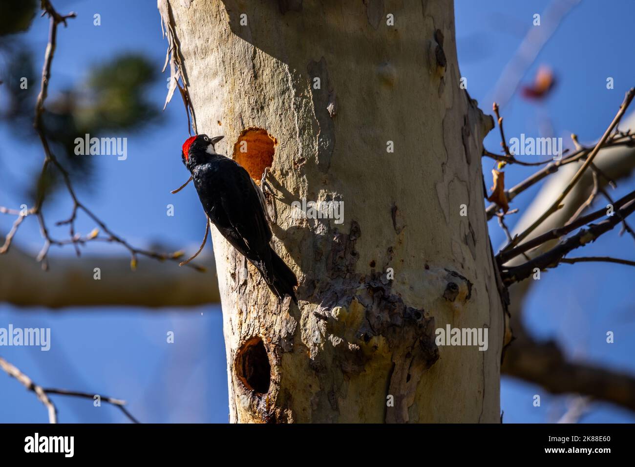 An Acorn Woodpecker in Madera Canyon, Arizona Stock Photo - Alamy