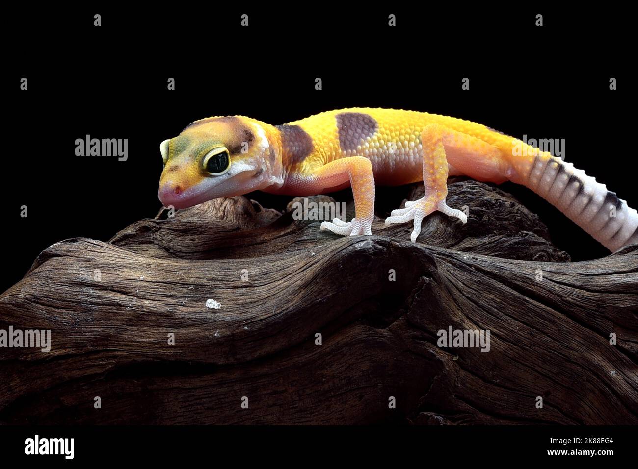 Claw close closeup hi-res stock photography and images - Alamy