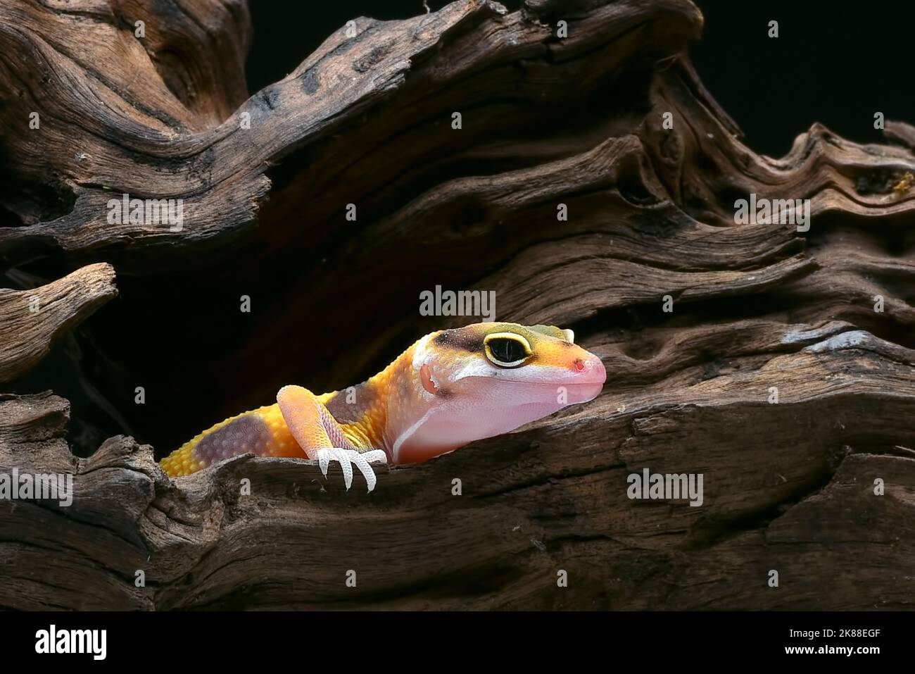 Close-up photo of a leopard gecko Stock Photo - Alamy