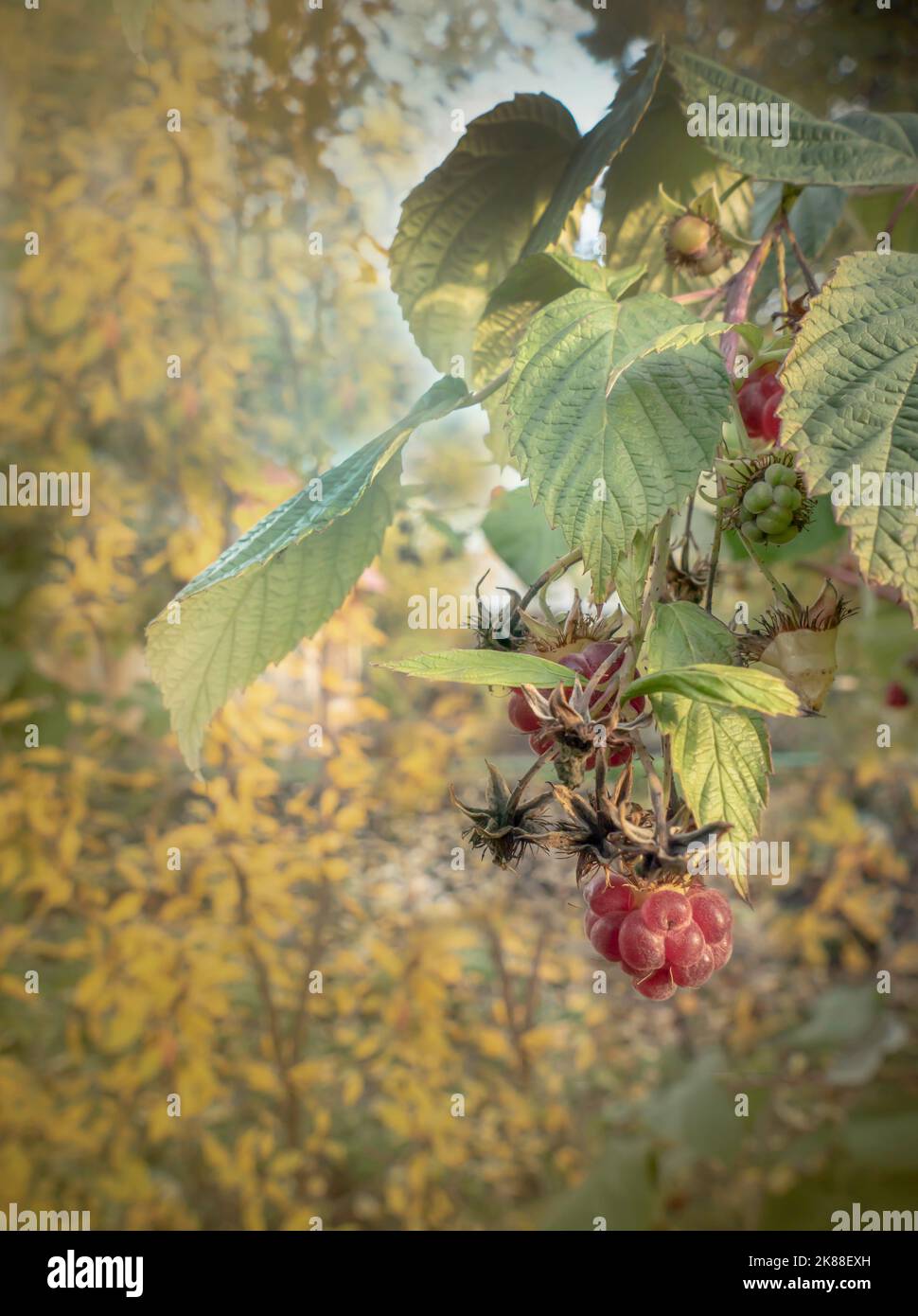 Autumn ripening of remontant raspberries Stock Photo