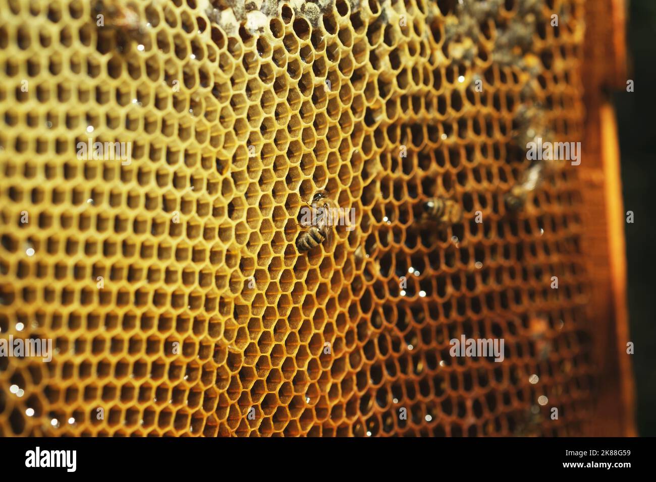 Close up shot of Honeycomb background texture with some bees and baby bees on it Stock Photo