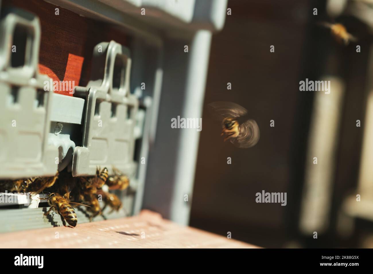Close shot bees flying hive hi-res stock photography and images - Alamy