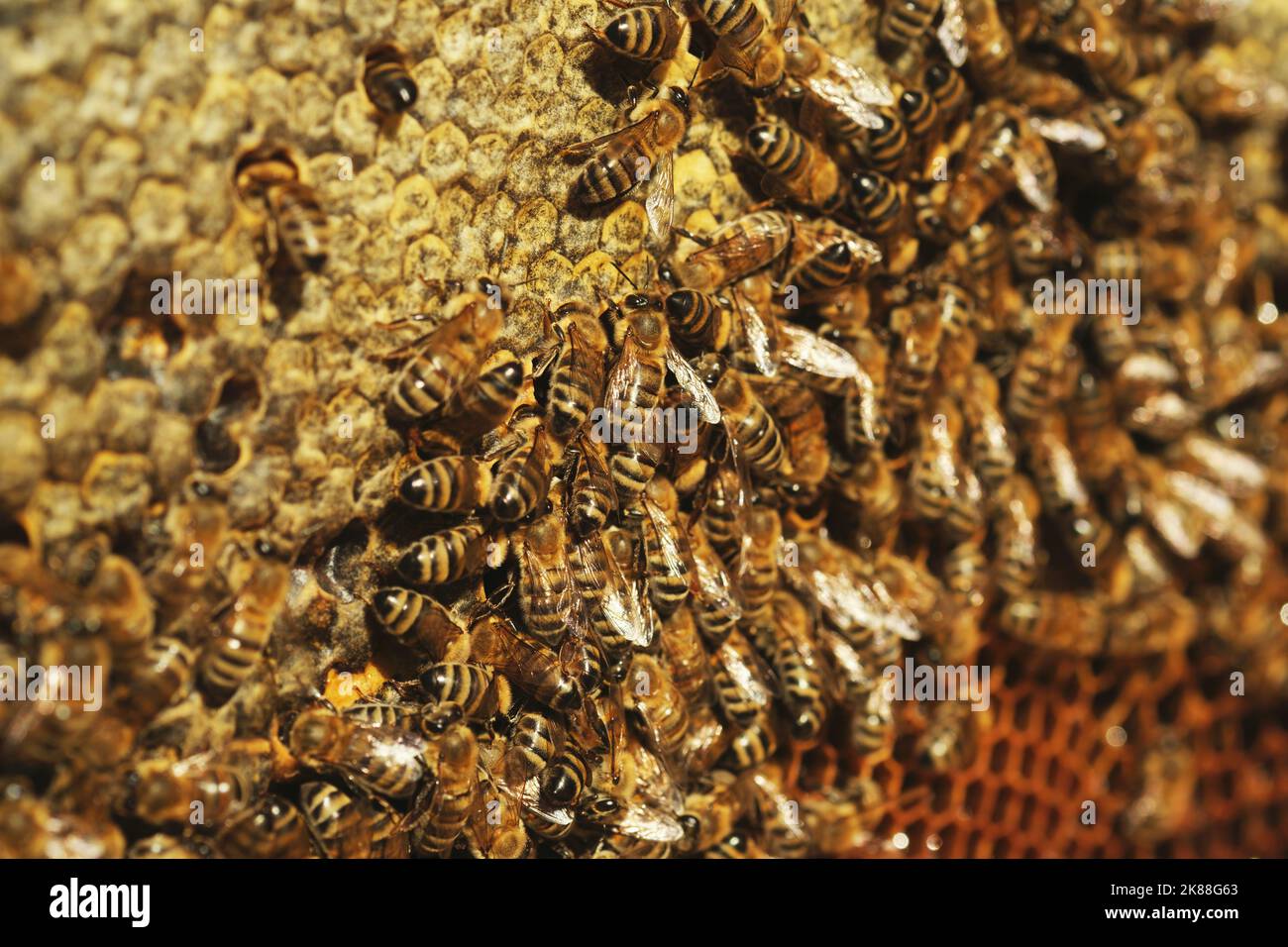Close up shot of Honeycomb background texture with a lot of bees on it Stock Photo
