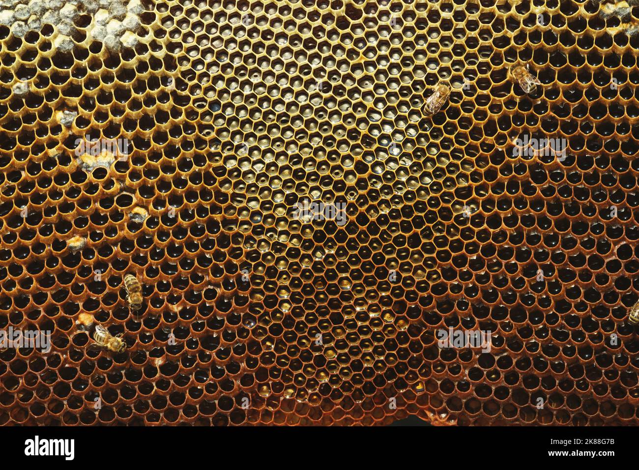 Close up shot of Honeycomb background texture with some bees and baby bees on it Stock Photo
