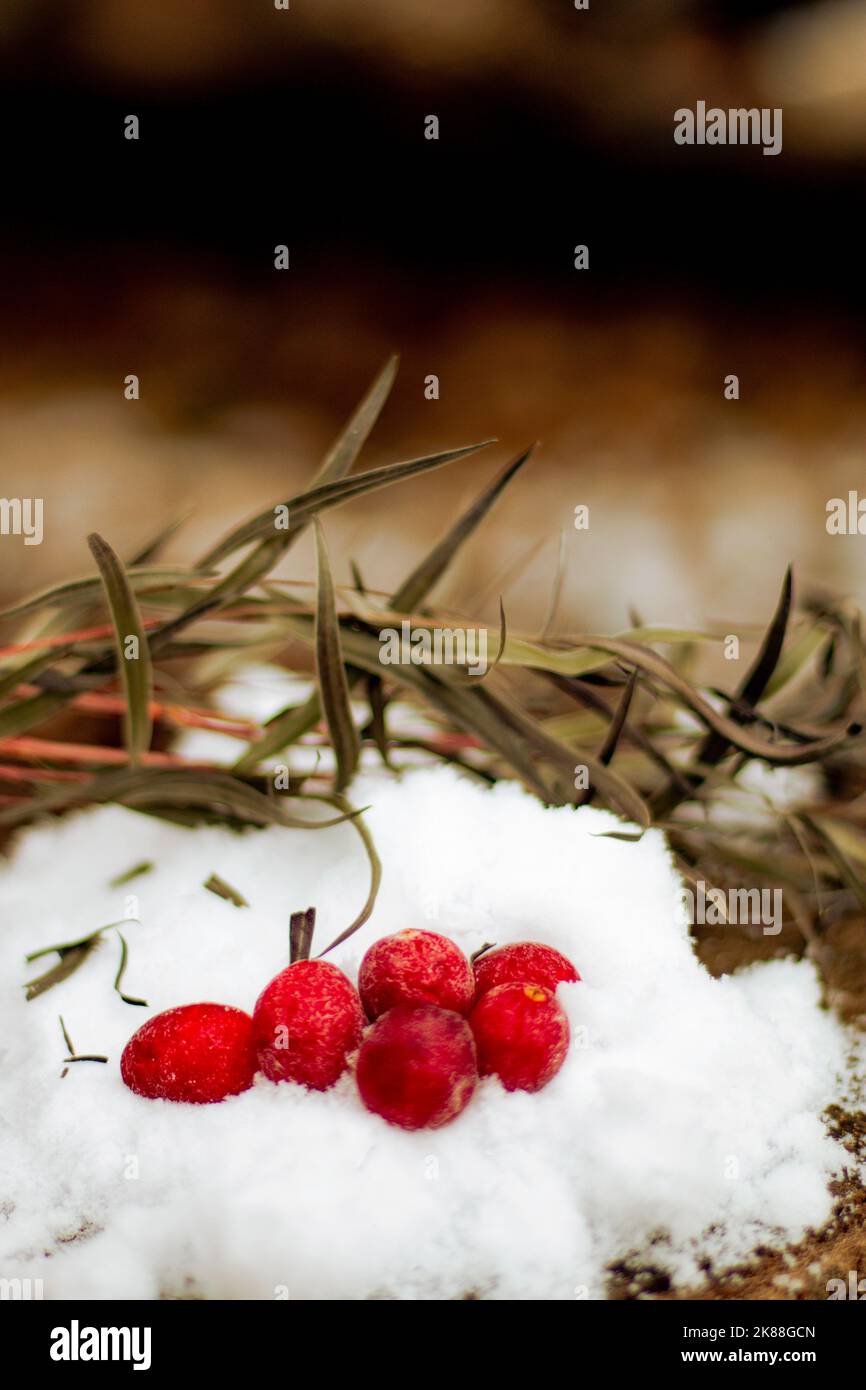 Winter Cranberries in the Snow Stock Photo Alamy