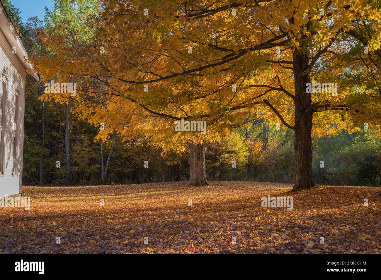 Brightly colored trees during the fall. - Stock Image