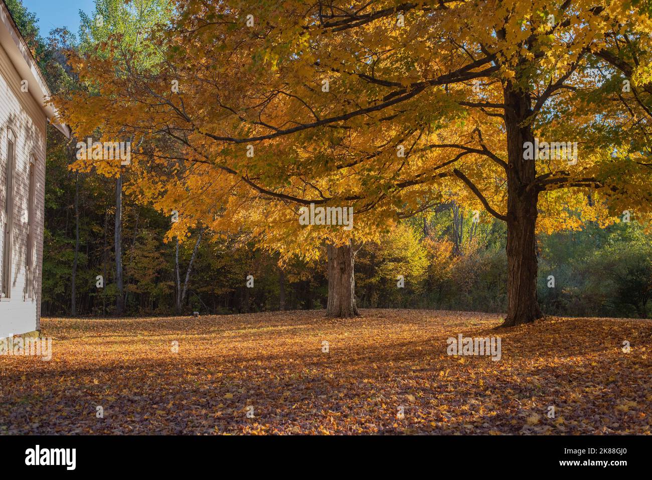 Brightly colored trees during the fall. - Stock Image