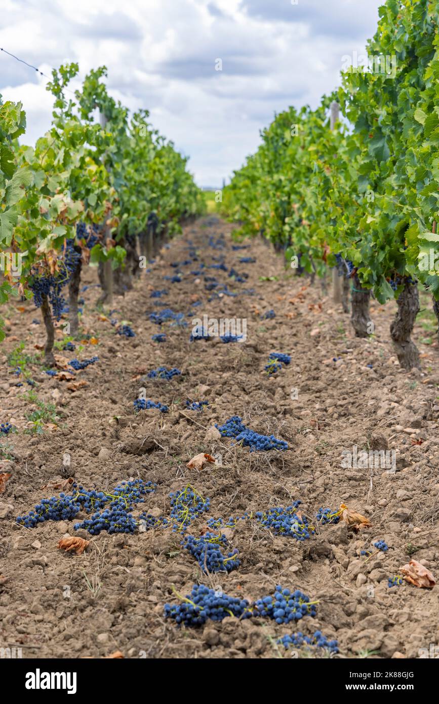 Reduction of ripening grapes to produce highest quality wines in