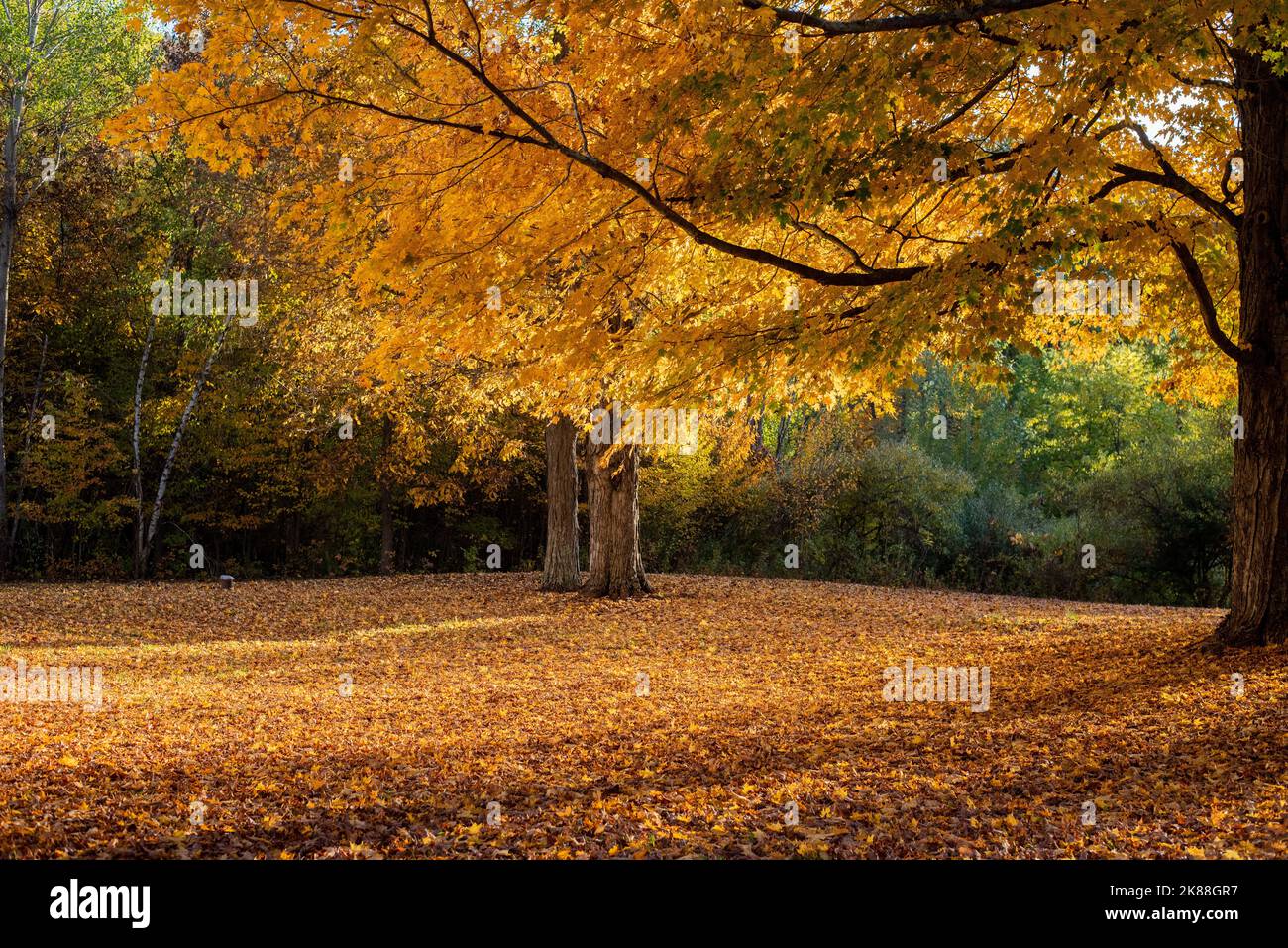 Brightly colored trees during the fall. - Stock Image