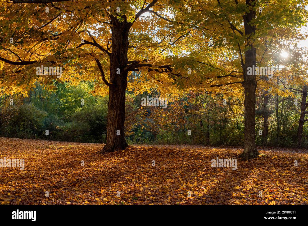 Brightly colored trees during the fall. - Stock Image