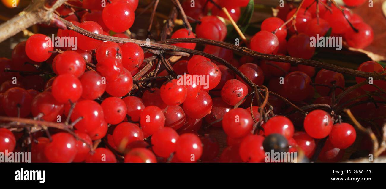Bushberries hi-res stock photography and images - Alamy