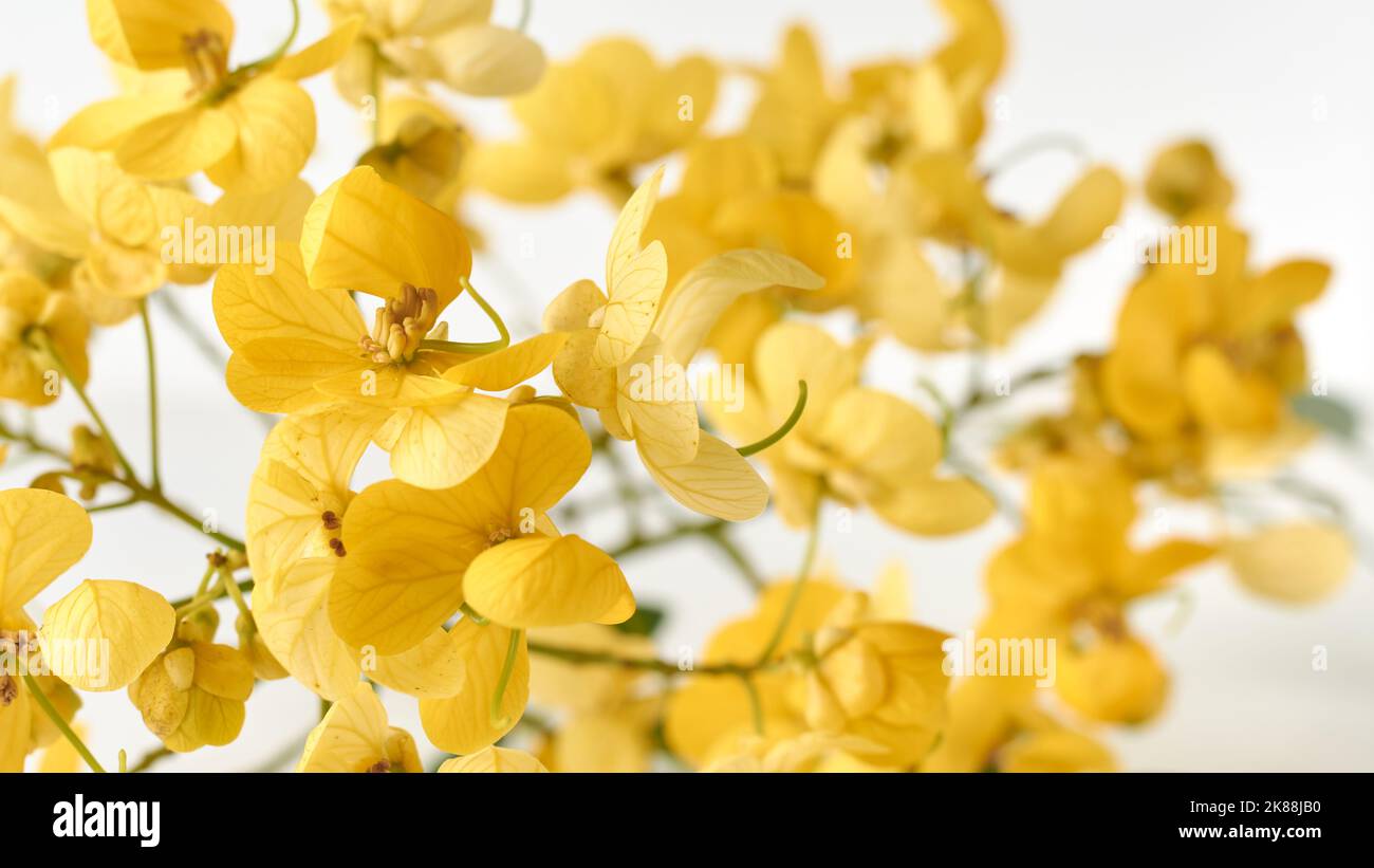 close-up of bright yellow flowers of senna spectabilis plant, also known as whitebark senna, isolated on white background with selective focus Stock Photo