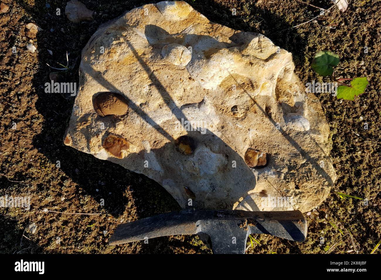Fossil tiles hi-res stock photography and images - Alamy