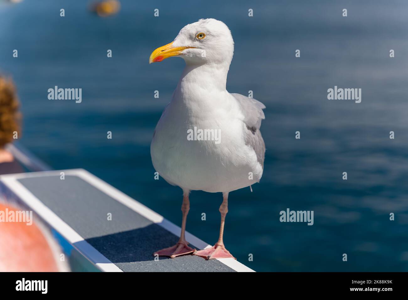 Common Seagull (Herring Gull) perched on a boat in Wales Stock Photo