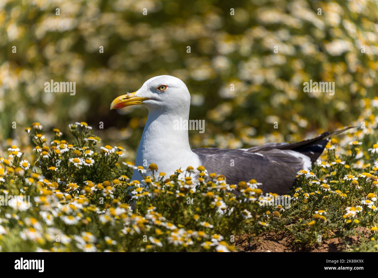 Common Seagull (Herring Gull) hidden amongst flowers on Skomer Island