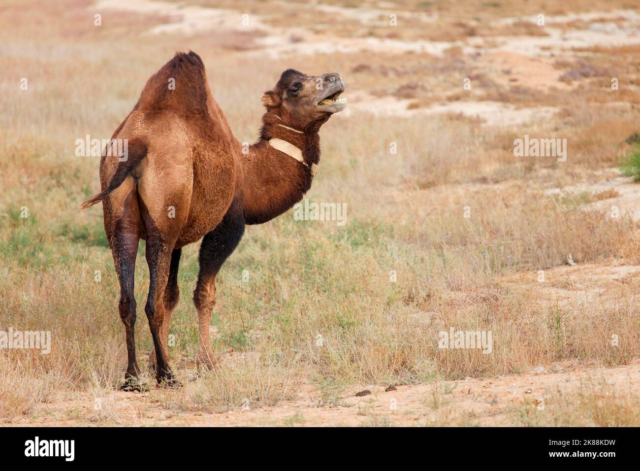 Domestic dromedary camel in a steppe of Kazakhstan Stock Photo - Alamy