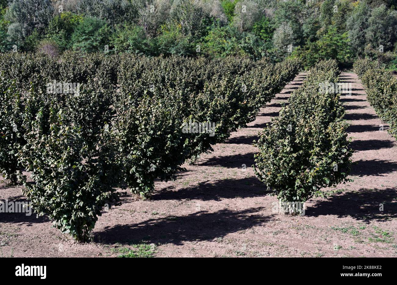 Hazelnut trees, Piedmont region, Sinio, Italy Stock Photo
