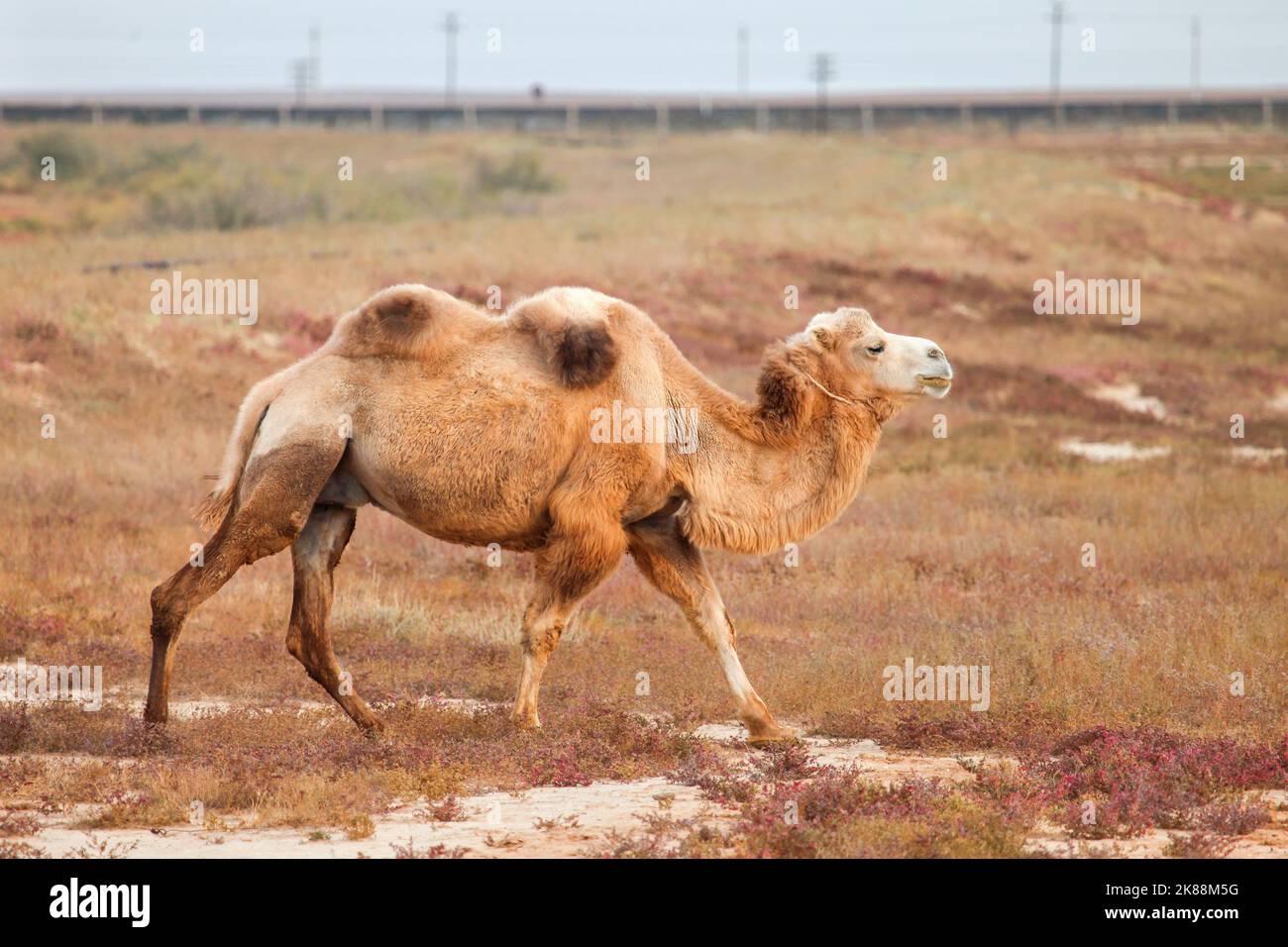 Bactrian camel in a steppe Stock Photo