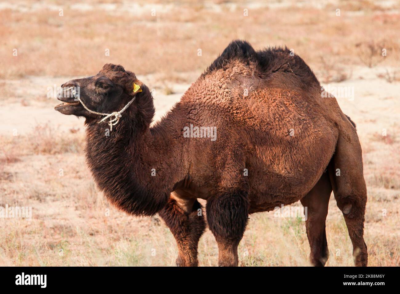 Bactrian camel in a steppe Stock Photo