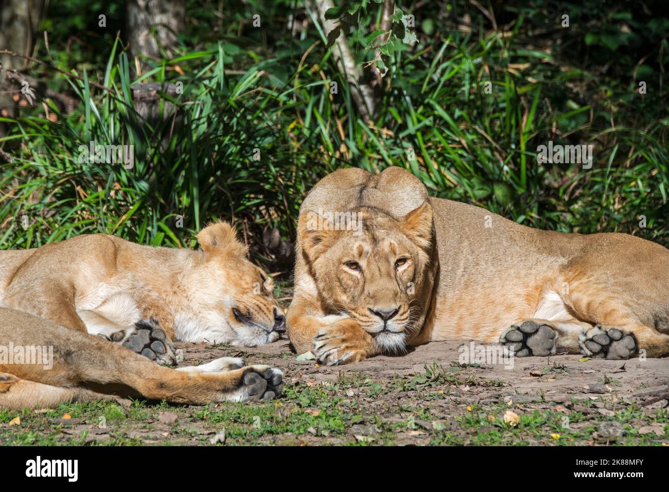 Asiatic lion / Gir lion (Panthera leo persica) two resting lionesses / females, native to India Stock Photo
